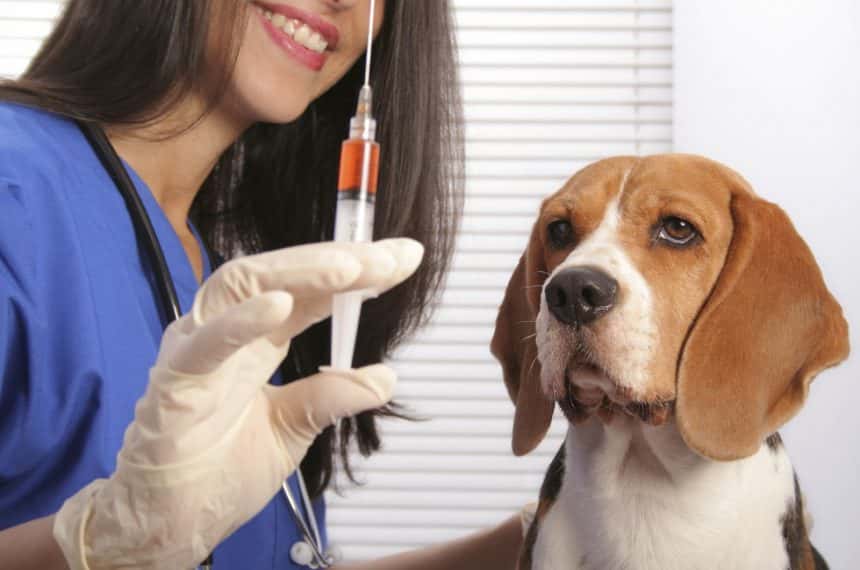 Oito razões para vacinar o seu cão ou gato
