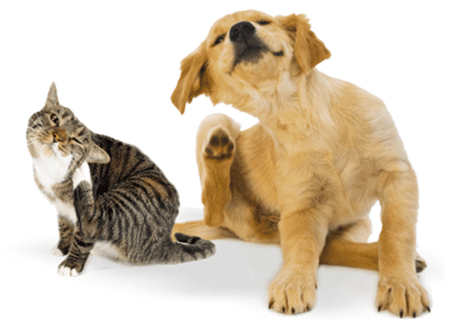 9 dicas para prevenir a infestação no cão e no gato