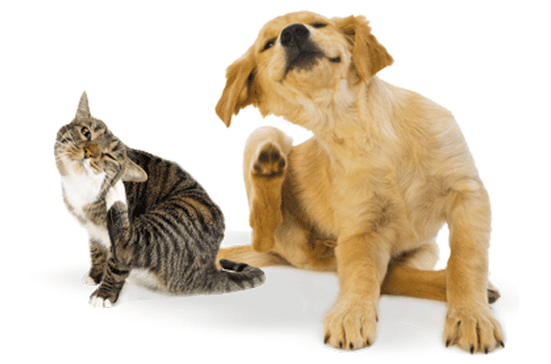 9 dicas para prevenir a infestação no cão e no gato
