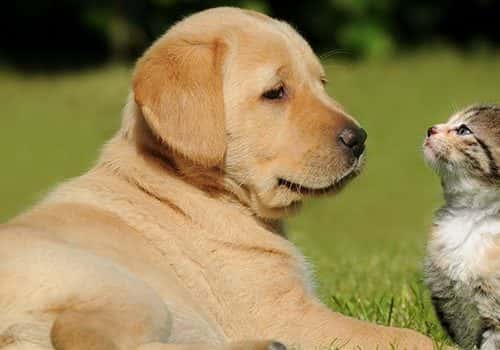 Os benefícios de ter um cão